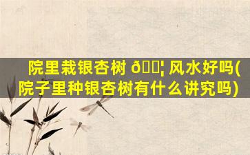院里栽银杏树 🐦 风水好吗(院子里种银杏树有什么讲究吗)